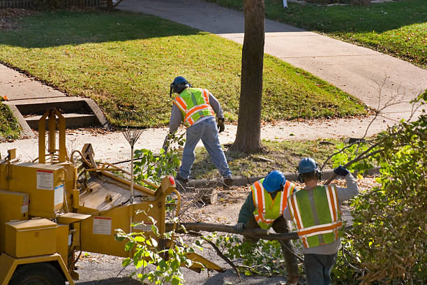 Why Choose Our Tree Removal Services in Northridge, OH?